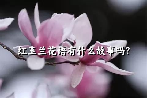 紅玉蘭花語有什么故事嗎？