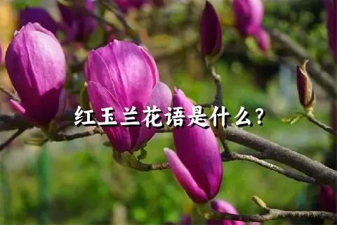 紅玉蘭花語是什么？