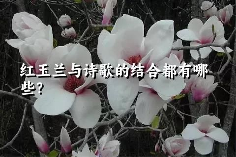 紅玉蘭與詩歌的結合都有哪些？