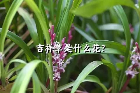 吉祥草是什么花？