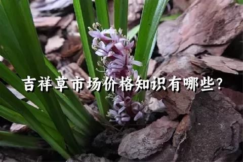 吉祥草市場價格知識有哪些？