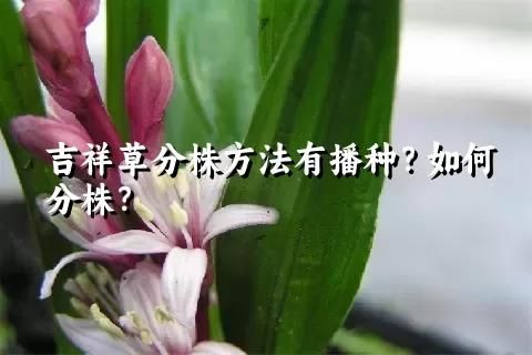 吉祥草分株方法有播種？如何分株？