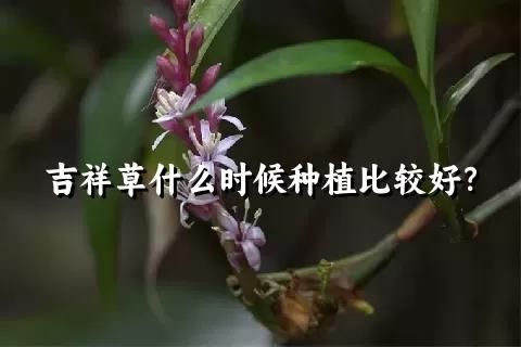 吉祥草什么時候種植比較好？