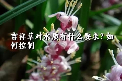 吉祥草對水質有什么要求？如何控制