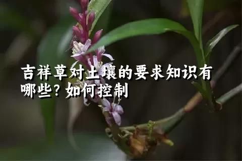 吉祥草對土壤的要求知識有哪些？如何控制