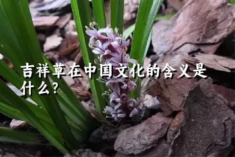吉祥草在中國文化的含義是什么？