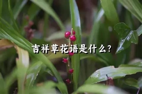 吉祥草花語是什么？