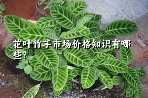 花叶竹芋市场价格知识有哪些？