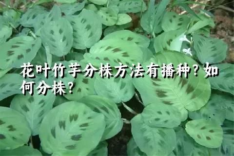 花叶竹芋分株方法有播种？如何分株？