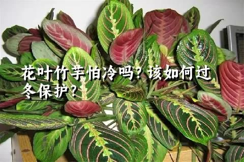 花叶竹芋怕冷吗？该如何过冬保护？