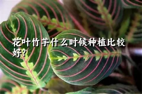 花叶竹芋什么时候种植比较好？