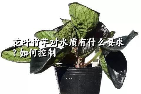 花叶竹芋对水质有什么要求？如何控制