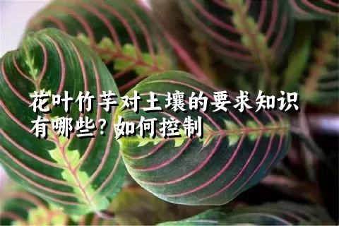 花叶竹芋对土壤的要求知识有哪些？如何控制