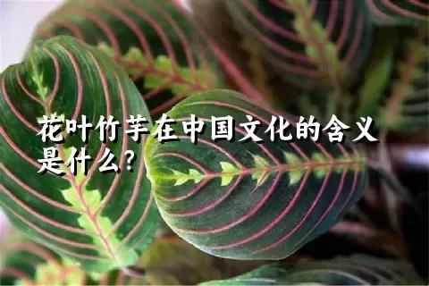 花叶竹芋在中国文化的含义是什么？