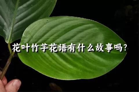 花叶竹芋花语有什么故事吗？