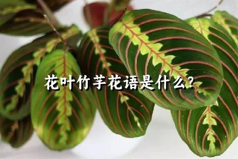 花叶竹芋花语是什么？