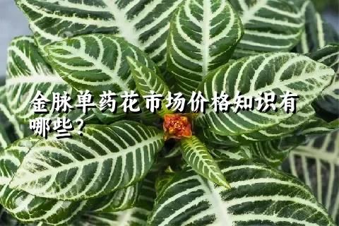 金脈單藥花市場價(jià)格知識(shí)有哪些？