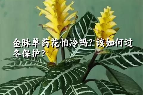 金脈單藥花怕冷嗎？該如何過冬保護(hù)？
