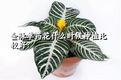 金脈單藥花什么時(shí)候種植比較好？