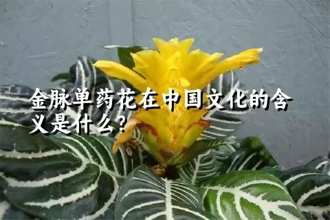 金脈單藥花在中國文化的含義是什么？