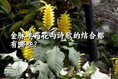 金脈單藥花與詩歌的結(jié)合都有哪些？