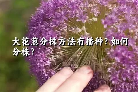 大花葱分株方法有播种？如何分株？