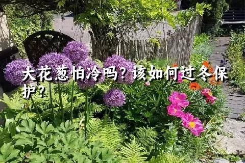 大花葱怕冷吗？该如何过冬保护？