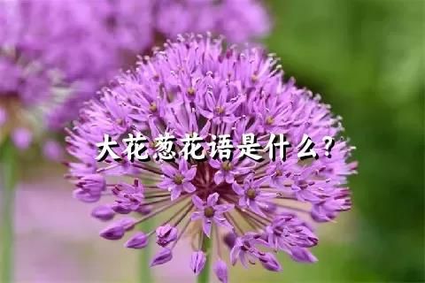 大花葱花语是什么？