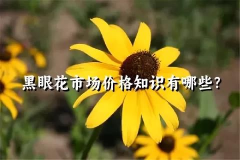 黑眼花市場價格知識有哪些？