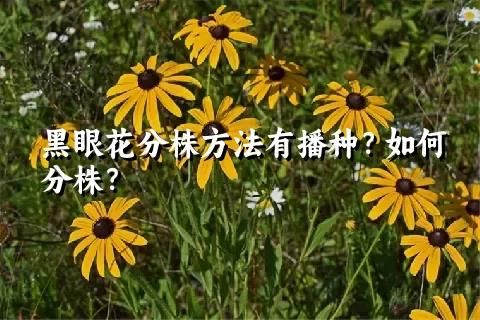 黑眼花分株方法有播種？如何分株？