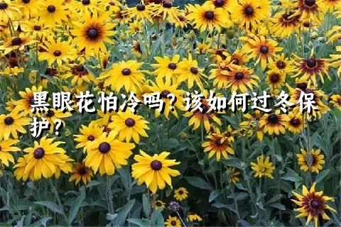 黑眼花怕冷嗎？該如何過冬保護？