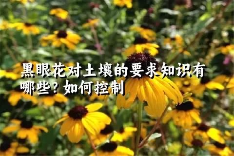 黑眼花對土壤的要求知識有哪些？如何控制
