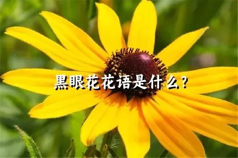 黑眼花花語是什么？