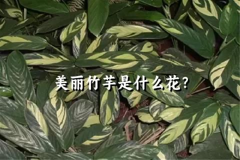 美麗竹芋是什么花？