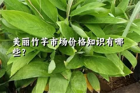 美麗竹芋市場價格知識有哪些？