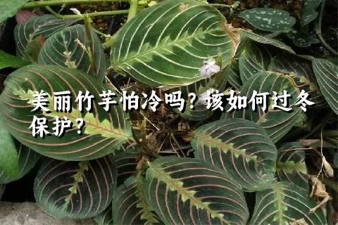 美麗竹芋怕冷嗎？該如何過冬保護？