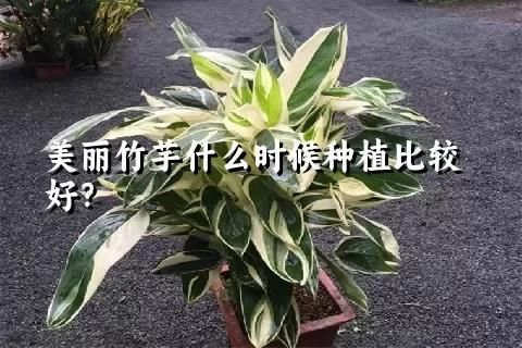 美麗竹芋什么時候種植比較好？