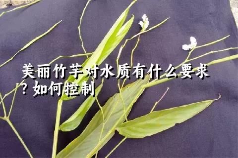美麗竹芋對水質(zhì)有什么要求？如何控制
