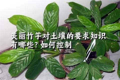 美麗竹芋對土壤的要求知識有哪些？如何控制