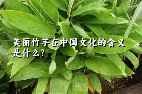 美麗竹芋在中國文化的含義是什么？