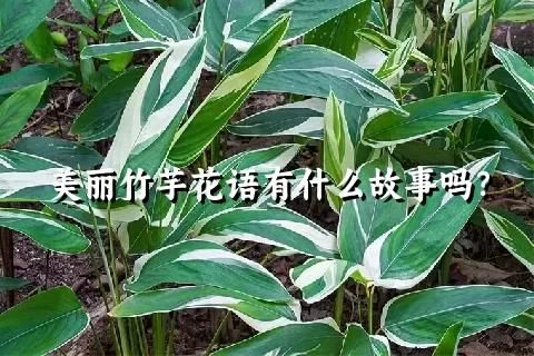 美麗竹芋花語有什么故事嗎？
