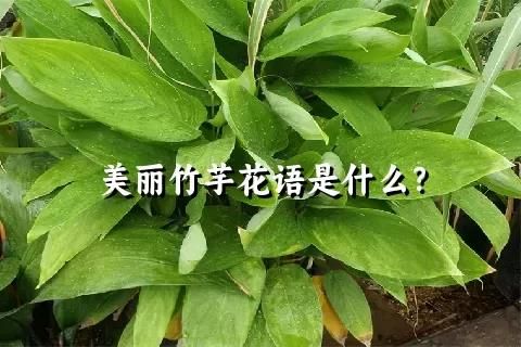 美麗竹芋花語是什么？
