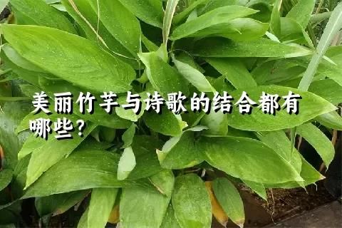 美麗竹芋與詩歌的結(jié)合都有哪些？