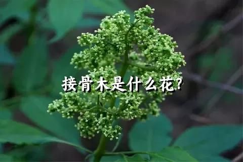 接骨木是什么花？