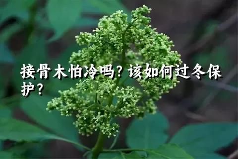 接骨木怕冷吗？该如何过冬保护？