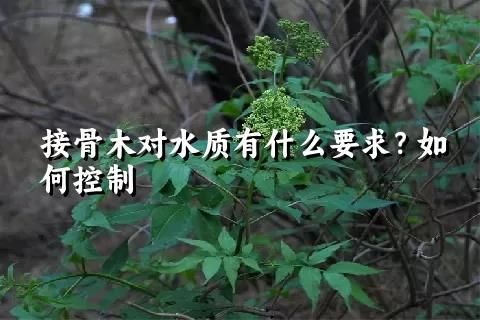 接骨木对水质有什么要求？如何控制