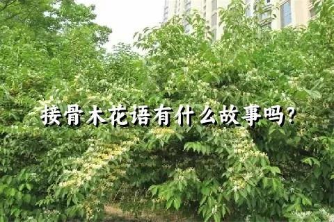 接骨木花语有什么故事吗？