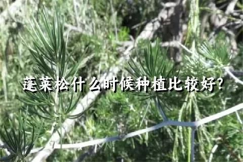 蓬莱松什么时候种植比较好？