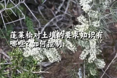 蓬莱松对土壤的要求知识有哪些？如何控制