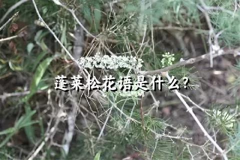 蓬莱松花语是什么？